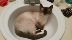 unabasheddeerflower:  Dory, the cat that loves jumping in the shower. 
