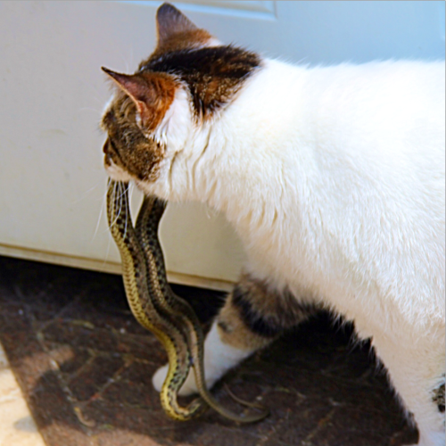 One of the Veterinarians I work with has a cat named Izzie, who has been catching garter snakes outs