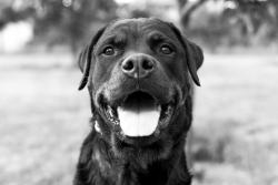 handsomedogs:  The Rottweiler ○● Johan Holmlund