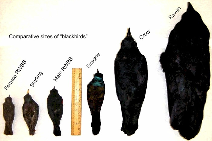 gothiccharmschool:  Know your corvids. elfentau:  ~* Ravens * Crows * Blackbirds