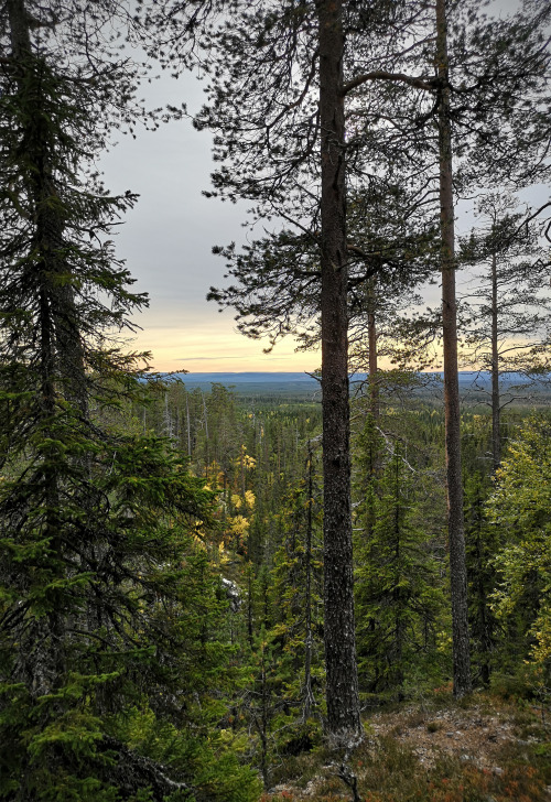 Vedungsfjällen nature reserve, Dalarna, Sweden.