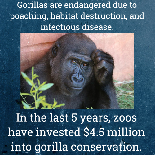 Zoos help, support, and lead conservation efforts. In doing so they save species from extinction. #B