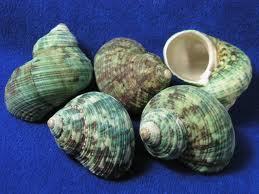 Deauepu® Natural Hermit Crab Shells 4PCS | Opening Size: Greater Than or Equal to 1 No Paint or Dye Seashell Size: 2-3 2 Types Good for Large Crabs 