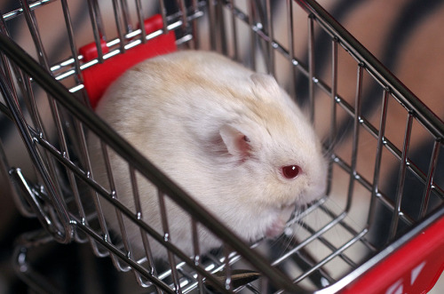 kittendrumstick:Despite all my rage, I am still just a hamster in a shopping cart.