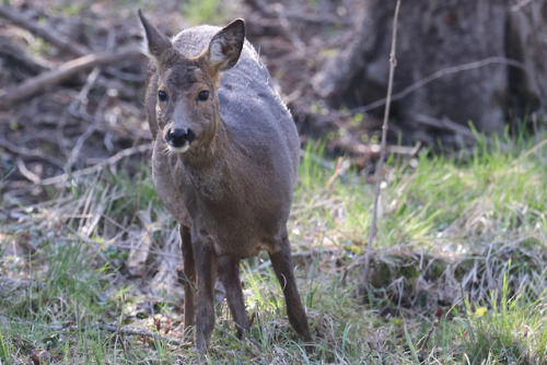 Roe deer/rådjur.