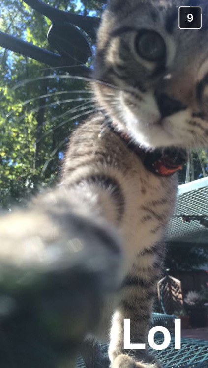 My brother&rsquo;s girlfriend sent me this adorable selfie their cat, Link, took :). They rescue