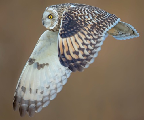 beautiful-wildlife:  Short Eared Owl by © JinHyouk Jang
