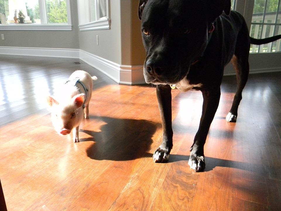 awwww-cute:  “When I asked for a friend, this is NOT what I meant (Source: http://ift.tt/1NZhyU6)