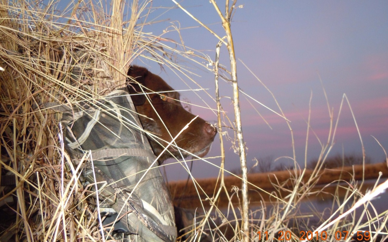 tylerstrouble:  She gives great blow jobs…on her duck calls too!