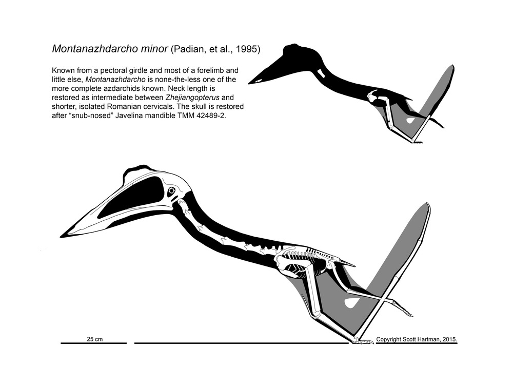 Dinosaur: Pterodactyl. /Na Restoration Of A Long-Tailed