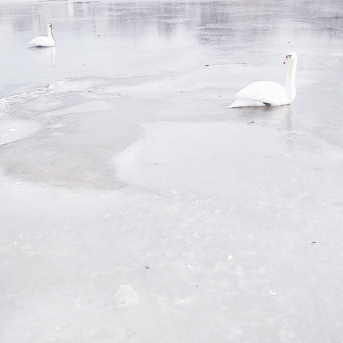rosedewson:the life of the crystal, the architect of the flake 10:59 a.m. // january 16th  