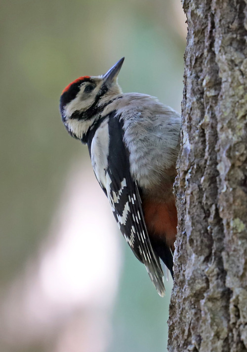 Juvenile Great spotted woodpecker/juvenil större hackspett.