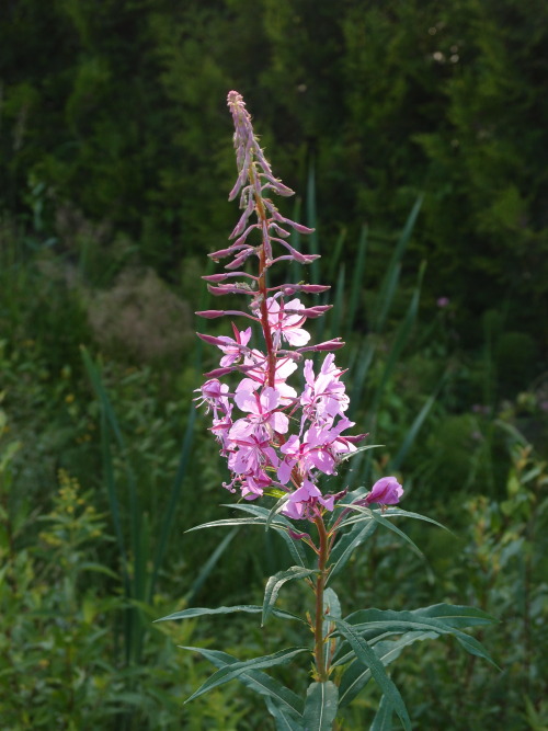 Chamerion angustifolium — rosebay willowherb a.k.a. fireweed