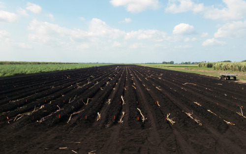 pitchpine:Planting a sugarcane breeding experiment in muck soil sceneCanal Point, FL