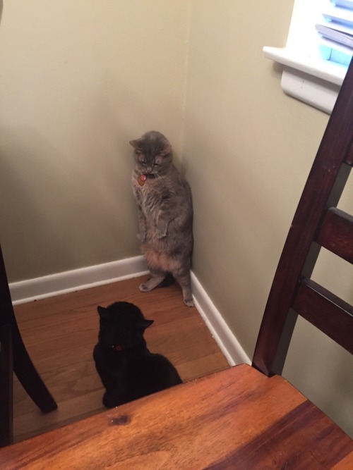 derpycats:  Melody (white), Leeloo (blonde), O'Malley (grey), Ruby (black)