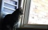 fbwzoo:fbwzoo:Imagine thinking you should toss your cat outside to get hit by a car or eaten by a coyote because there’s justNoPossibleWayToGiveThem EnrichmentInside.Imagine if there was only a way to increase space for your cat inside.There’s