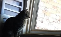 fbwzoo:fbwzoo:Imagine thinking you should toss your cat outside to get hit by a car or eaten by a coyote because there’s justNoPossibleWayToGiveThem EnrichmentInside.Imagine if there was only a way to increase space for your cat inside.There’s