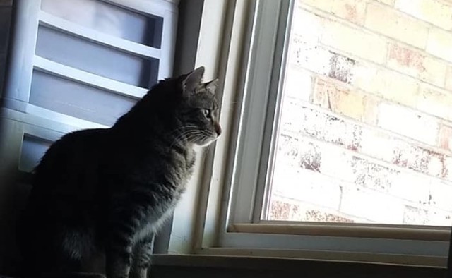 fbwzoo:fbwzoo:Imagine thinking you should toss your cat outside to get hit by a car or eaten by a coyote because there’s justNoPossibleWayToGiveThem EnrichmentInside.Imagine if there was only a way to increase space for your cat inside.There’s