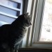 fbwzoo:fbwzoo:Imagine thinking you should toss your cat outside to get hit by a car or eaten by a coyote because there’s justNoPossibleWayToGiveThem EnrichmentInside.Imagine if there was only a way to increase space for your cat inside.There’s