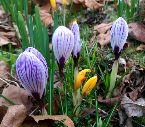 regnum-plantae: Crocus spp., Iridaceae C. flavus, C. vernus, C. vernus albiflorus, C. vernus ‘pickwick’ With some species and varieties of Crocus, I continue with the early-flowering geophytes I observed in this period. These are not from a botanic
