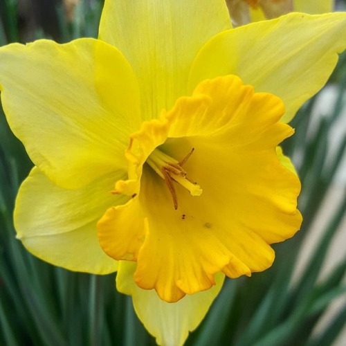 #daffodils #spring #springtime #yellow #tgif