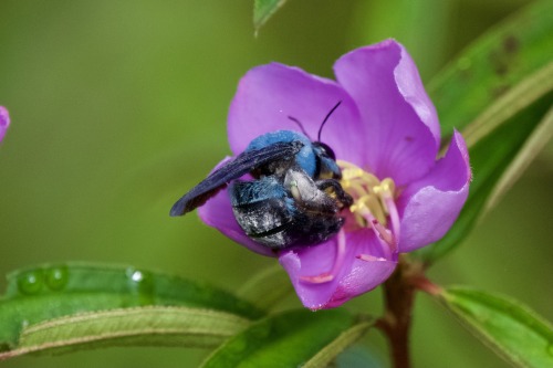 shatterpath: onenicebugperday:Cerulean carpenter bee, Xylocopa caerulea, Xylocopinae, ApidaeFound in