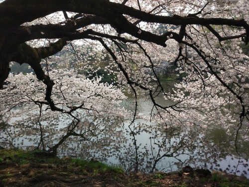 kvnai:Shinjuku Gyoen National Garden. Tokyo, Japan.