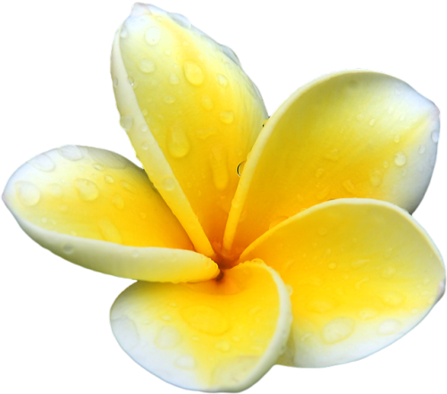 transparent-flowers:Plumeria alba. (x).