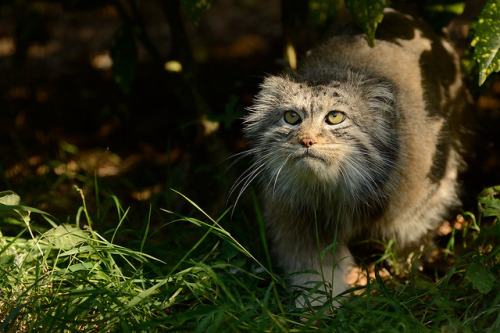 cheetah-chaser:Manul (also called Pallas Cat) by Ami 211 on Flickr.Apparently this is eye-of-the-cat