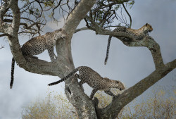 creatures-alive:  (via 500px / three leopards by Stephen Wallace)