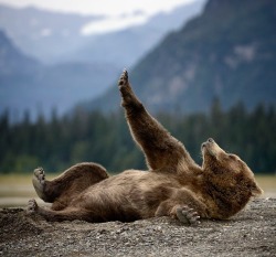 beautiful-wildlife:  Stretching Teddy by Olav