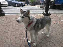 awwww-cute:  my husky is kind of miniature (Source: http://ift.tt/1RFd7Br)