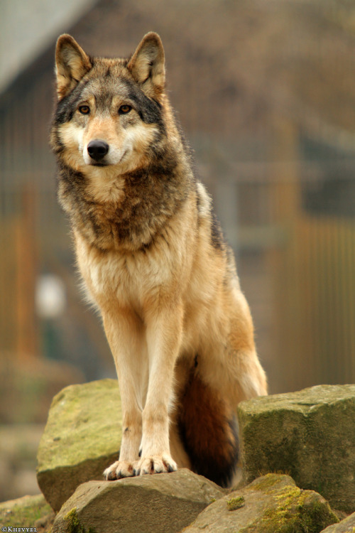 agameofwolves:By Kati H.
