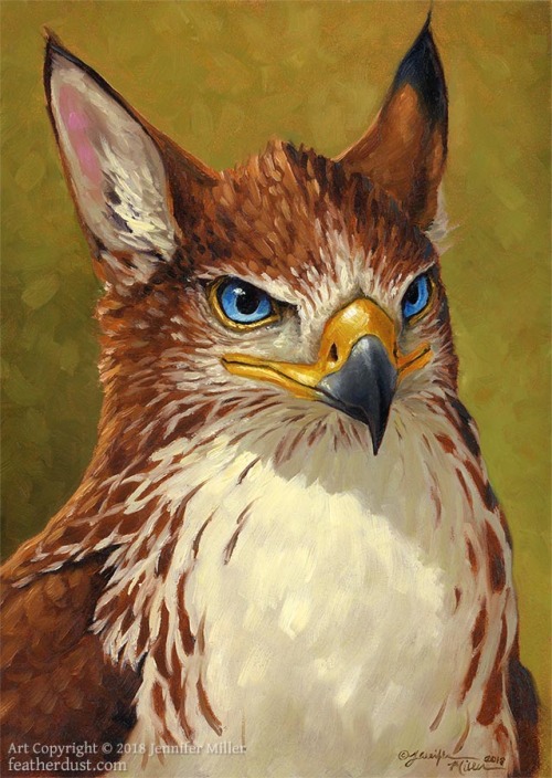 Top: Fynath, a gryphonBottom: Wedge-Tailed Eagle portraitBoth are 5″x7″ painted in oil. Commissions 