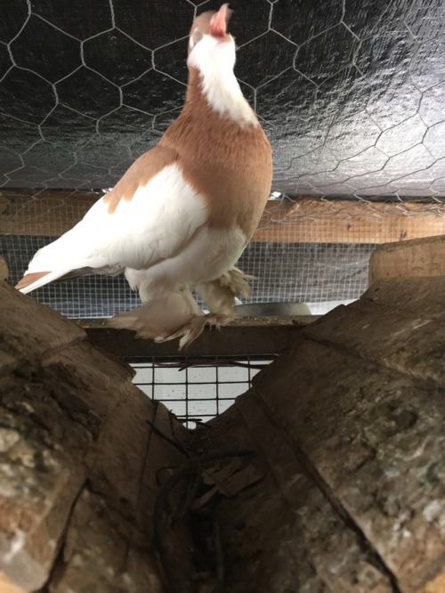 pigeonqueen:time to SHOUT