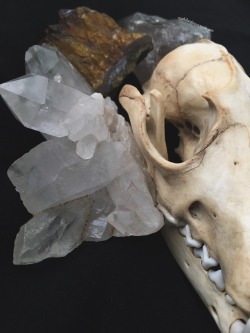 roadkillandcrows:  Fox skull.