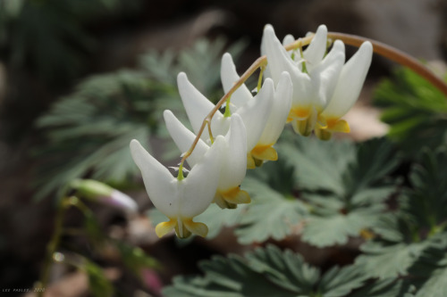 vandaliatraveler:A few more photos from my walk on the Mon River Trail this past Sunday. Wildflowers