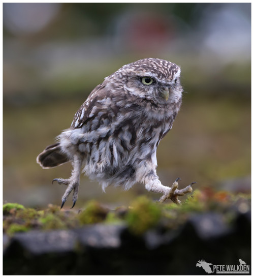 run-bird-run:  Little Owl (Athene noctua) © Pete Walkden