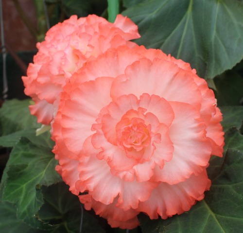 plantconstellations:  shades of begonias 