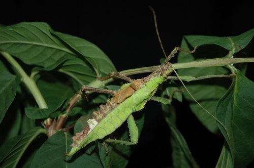 A Malayan jungle nymph exhibiting bilateral gynandromorphism - the green half of it is female, while