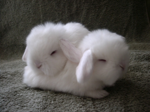 thebabyanimals
