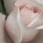 jimcarreylover728