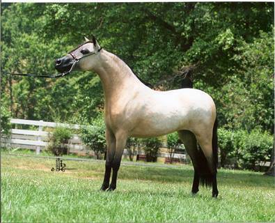 all-the-horses: Alliance Woodys ShampaineLittle Kings Leatherwood Buckeroo x Areal Live Toy4UMiniatu