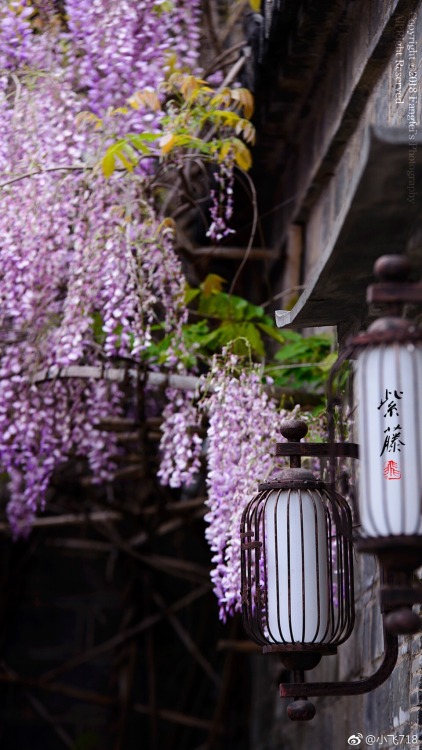 fuckyeahchinesegarden:wisteria blossom in chinese alley by 小飞718