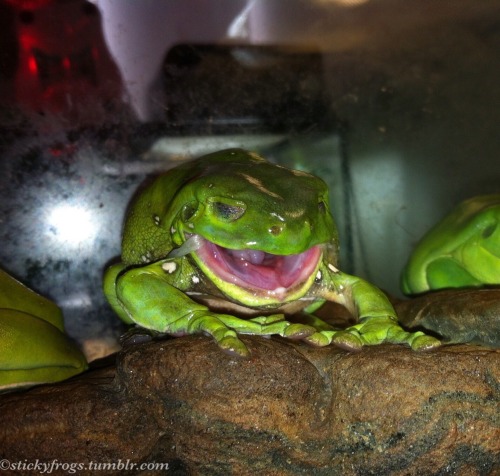 stickyfrogs:  Tiny had exciting plans this afternoon! At 3pm he sat on the ledge and took all his cl