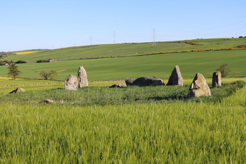 Balquhain Recumbent Stone Circle, Aberdeenshire, 27.5.18.This recumbent stone circle occupies a fant