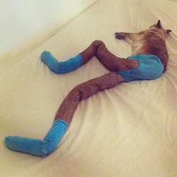 buzzfeed:  This is Gucci, the cat that wears tights better than most people. You can follow her here.