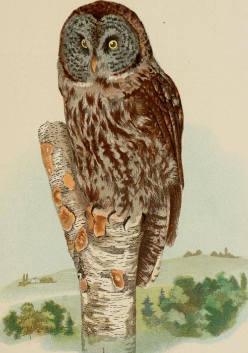 Great Grey Owl from Diseases And Enemies of Poultry by Leonard Pearson and Benjamin Henry Warren, 18