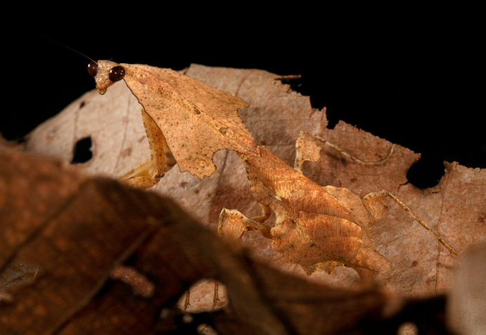 nubbsgalore:  &ldquo;dead leaves and the dirty ground, when i don’t know you’re