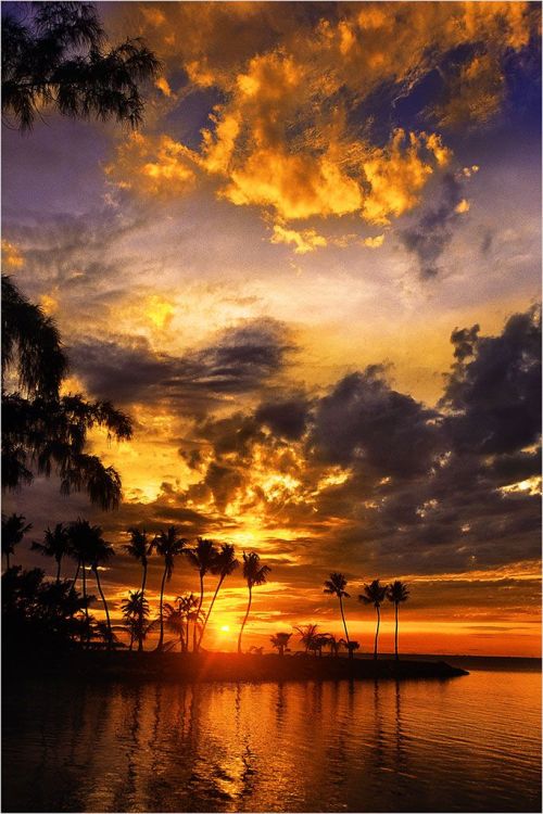 beautymothernature: Silver Palm Sunset, mother nature moments